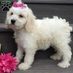 Scarlet, Cockapoo Puppy